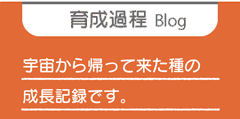 宇宙から帰ってきたかぼちゃの種の成長記録が学校ごとに届いています。